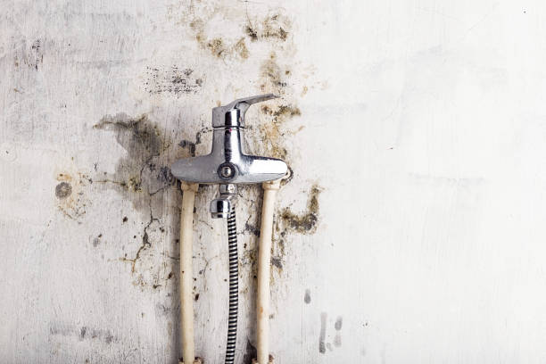 Best Local Mold Removal Service  in Forest Park, GA