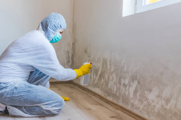 Best Commercial Mold Removal  in Forest Park, GA