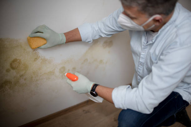 Best Black Mold Removal  in Forest Park, GA
