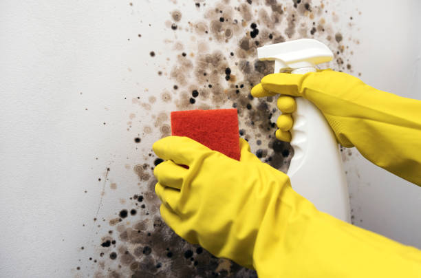 Best Home Mold Removal  in Forest Park, GA