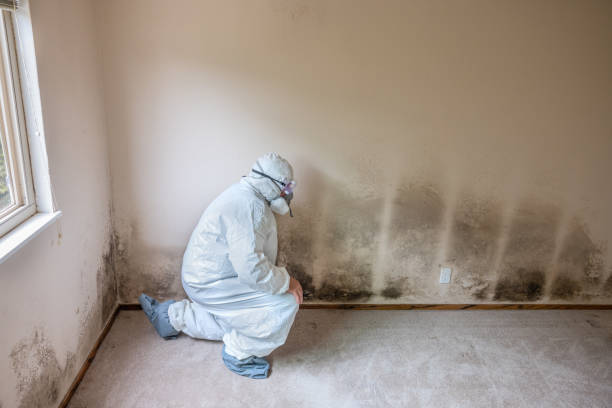 Best Black Mold Removal  in Forest Park, GA