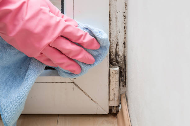 Best Emergency Mold Removal  in Forest Park, GA